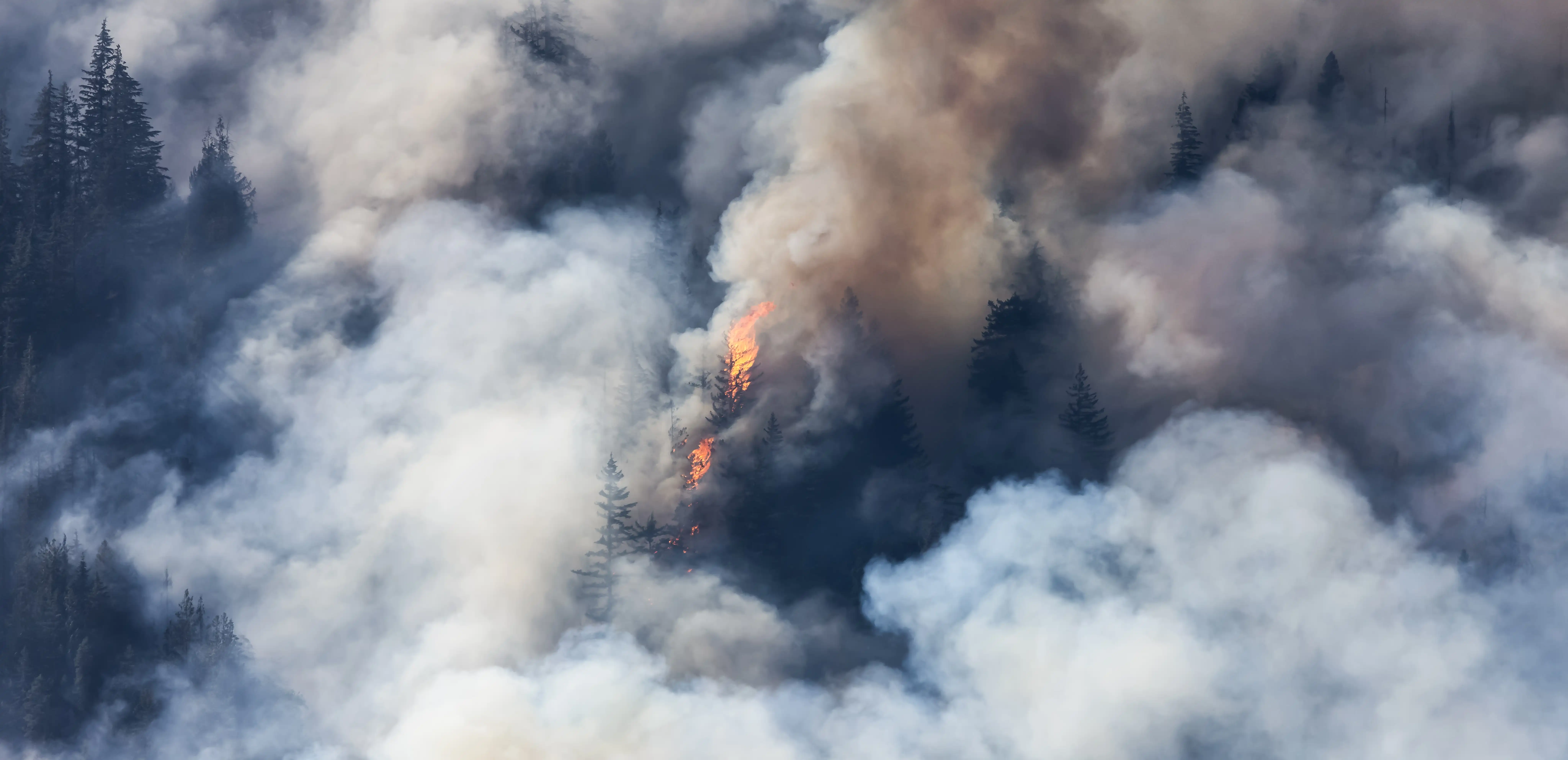 Plumes of thick smoke erupt from a burning forest