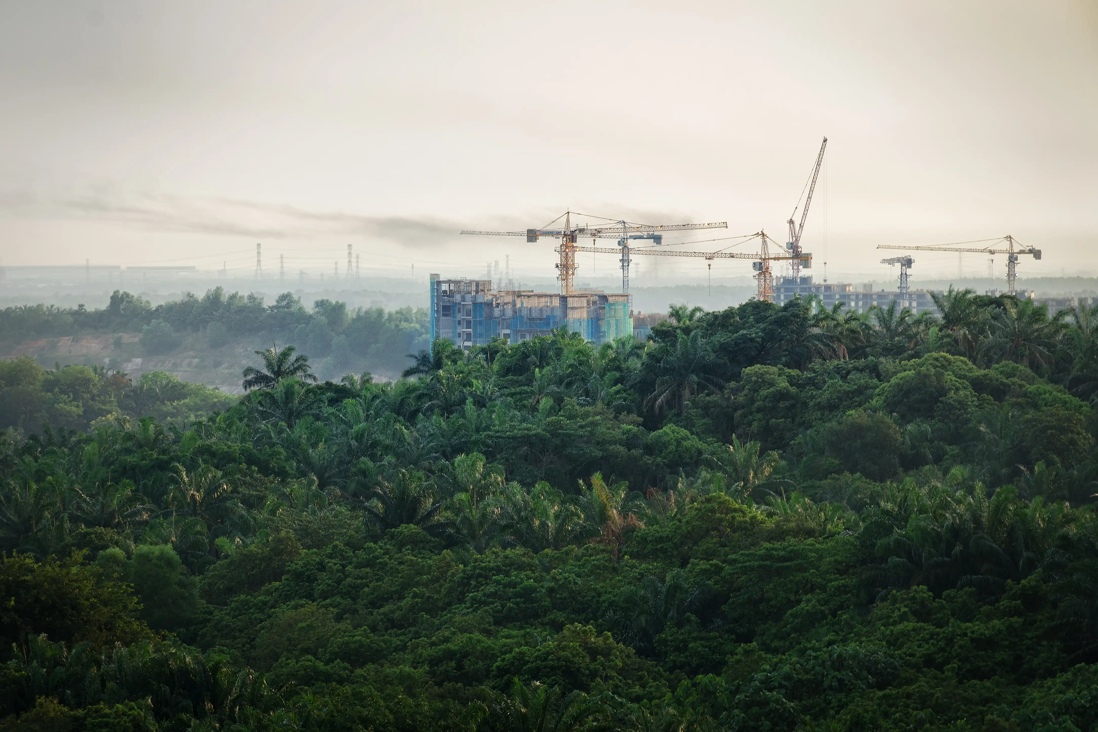 Rainforest with cranes and construction occuring with haze of pollution in the air