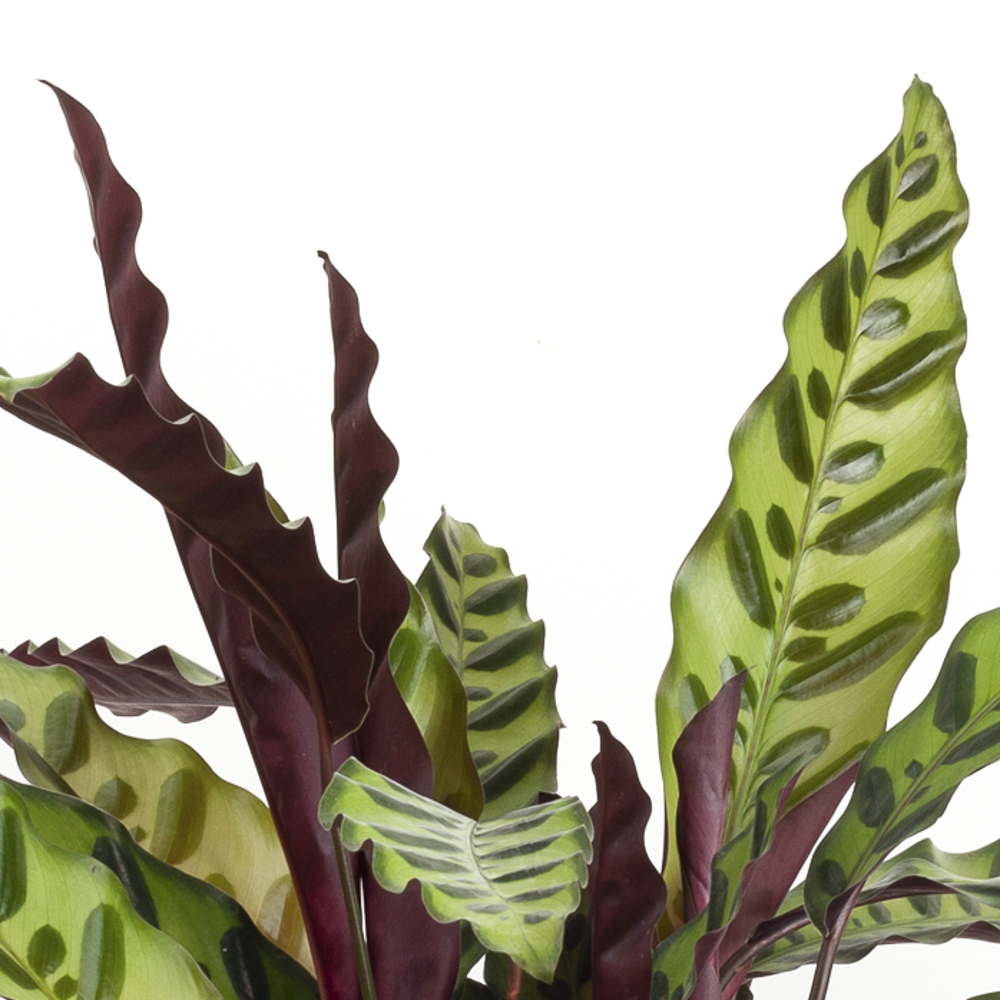 עציצים | Plant it | פלנט איט | תל אביב יפו