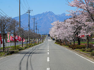 八ヶ岳に向かって伸びる桜並木