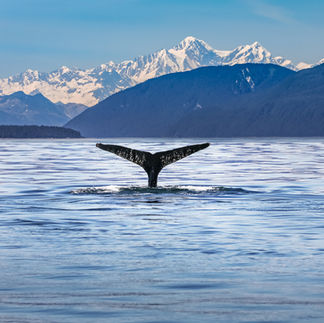 Whale tail in Kaikoura
