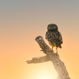 Steinkauz, Camargue, Workshop, Alexandra Martinez Photography, Birdphotography , Vogelfotografie, Vogelansitz, Fotohides, Frankreich, Saintes Maries de la Mer, Schleiereule, Fotoworkshop, Photoworkshop