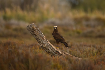 Camargue, Workshop, Alexandra Martinez Photography, Birdphotography , Vogelfotografie, Vogelansitz, Fotohides, Frankreich, Saintes Maries de la Mer, Schleiereule, Fotoworkshop, Photoworkshop, floatinghide, Affut flottant 