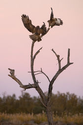 Camargue, Workshop, Alexandra Martinez Photography, Birdphotography , Vogelfotografie, Vogelansitz, Fotohides, Frankreich, Saintes Maries de la Mer, Schleiereule, Fotoworkshop, Photoworkshop