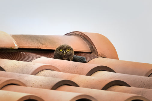 Camargue, Workshop, Alexandra Martinez Photography, Birdphotography , Vogelfotografie, Vogelansitz, Fotohides, Frankreich, Saintes Maries de la Mer, Steinkauz, Fotoworkshop, Photoworkshop