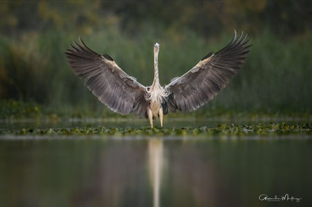 Camargue, Workshop, Alexandra Martinez Photography, Birdphotography , Vogelfotografie, Vogelansitz, Fotohides, Frankreich, Saintes Maries de la Mer, Schleiereule, Fotoworkshop, Photoworkshop 