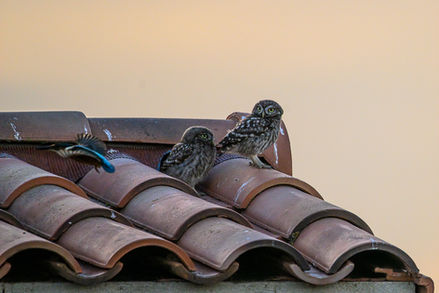 Falke, Kesterel, Kestrel, Ibis falcinelle, brauner Sichler, Sichler, Ibis, Purpurreiher, Heron, Fasan, Flamingo,  Camargue, Workshop, Alexandra Martinez Photography, Birdphotography , Vogelfotografie, Vogelansitz, Fotohides, Frankreich, Saintes Maries de la Mer, Fotoworkshop, PhotoworkshopFasan, Flamingo,  Camargue, Workshop, Alexandra Martinez Photography, Birdphotography , Vogelfotografie, Vogelansitz, Fotohides, Frankreich, Saintes Maries de la Mer, Fotoworkshop, Photoworkshop, Steinkauz, Steinkauz Küken, Steinkauz Nachwuchs, Steinkauz baby, 
