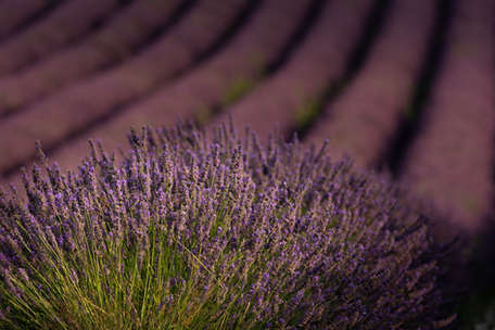 Camargue, Workshop, Pferde, Vogelworkshop, Landschaft,  Frankreich, Pferdefotografie, Pferdefotograf, Saintes Maries de la Mer, Provence, Lavendel 

