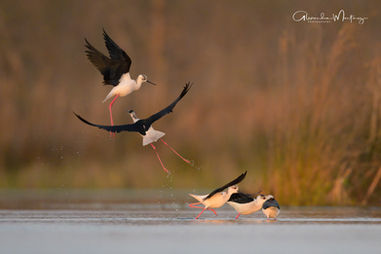 Camargue, Workshop, Alexandra Martinez Photography, Birdphotography , Vogelfotografie, Vogelansitz, Fotohides, Frankreich, Saintes Maries de la Mer, Schleiereule, Fotoworkshop, Photoworkshop, floatinghide, Affut flottant 