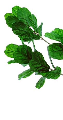 skyler-smith-NNddPCQDhyw-unsplash 1 (2) 1 (1)_edited.png