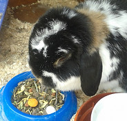 cat sitter, dog sitter, dog walker Warsash, Whiteley, Park Gate, Locks Heath, Bursledon, Netley, hedge end, west end, Hamble