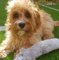 lunch time dog care, puppy care, pop in visits, sarisbury green, warsash, park gate, locks heath, titchfield, whiteley, bursledon