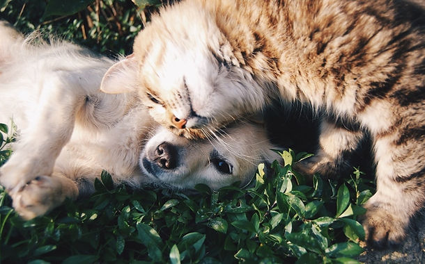 Pet pals