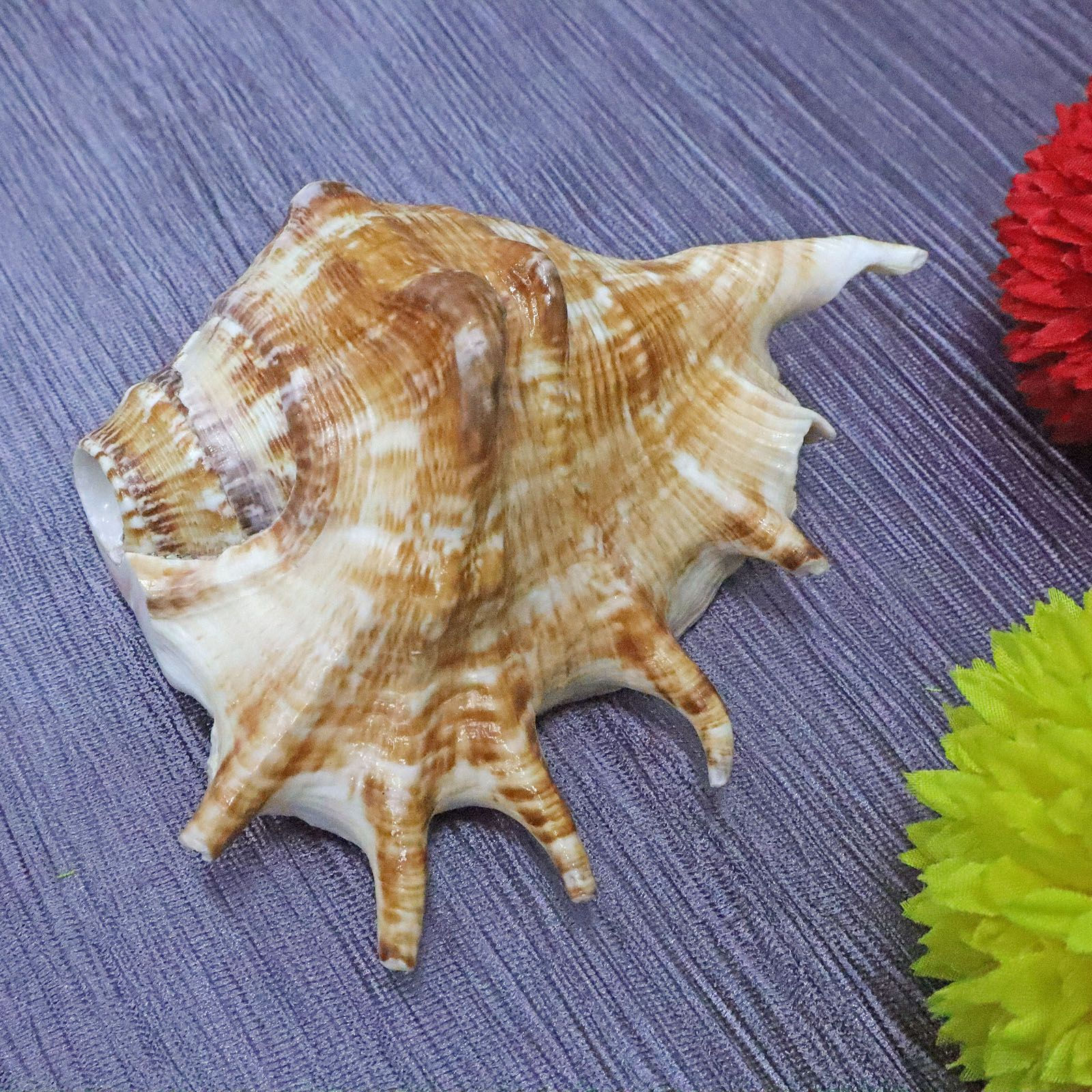 Panchmukhi Shankh, Panchmukhi Conch Shell for Sound Healing