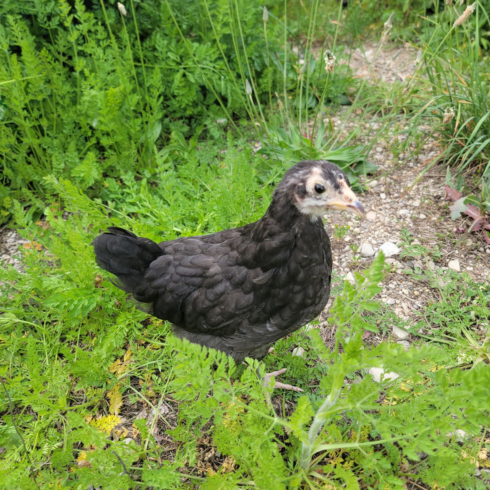 Thumbnail: Black Australorp Pullets