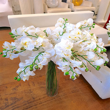 Fleurs Blanches