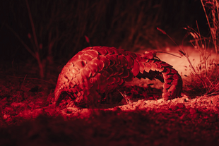 À la recherche des pangolins la nuit.