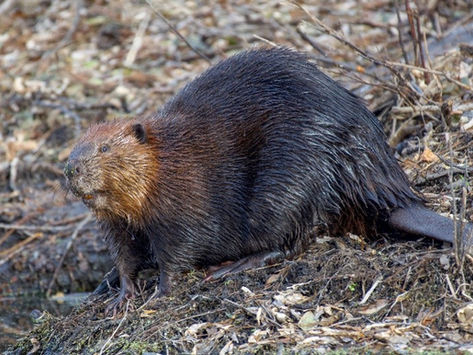 Eager for Water: Beavers and the Upper Ark