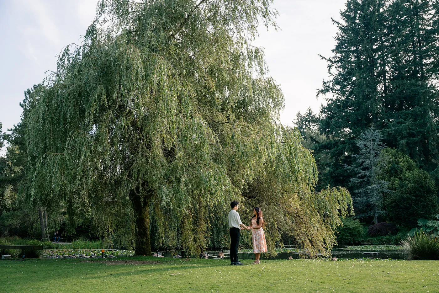 Serene willow tree by the pond at VanDusen Garden, a picturesque spot for a surprise proposal