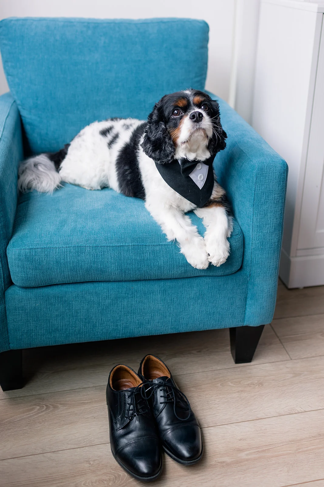 Bride and groom's dog dressed in a tux