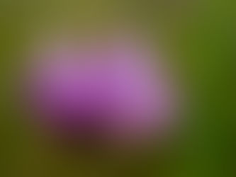 Plants of the Kirtland’s Warbler Habitat Restoration Site