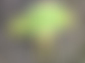 Moths of the Moraine