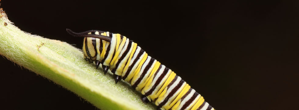 Monarch_edited.jpg