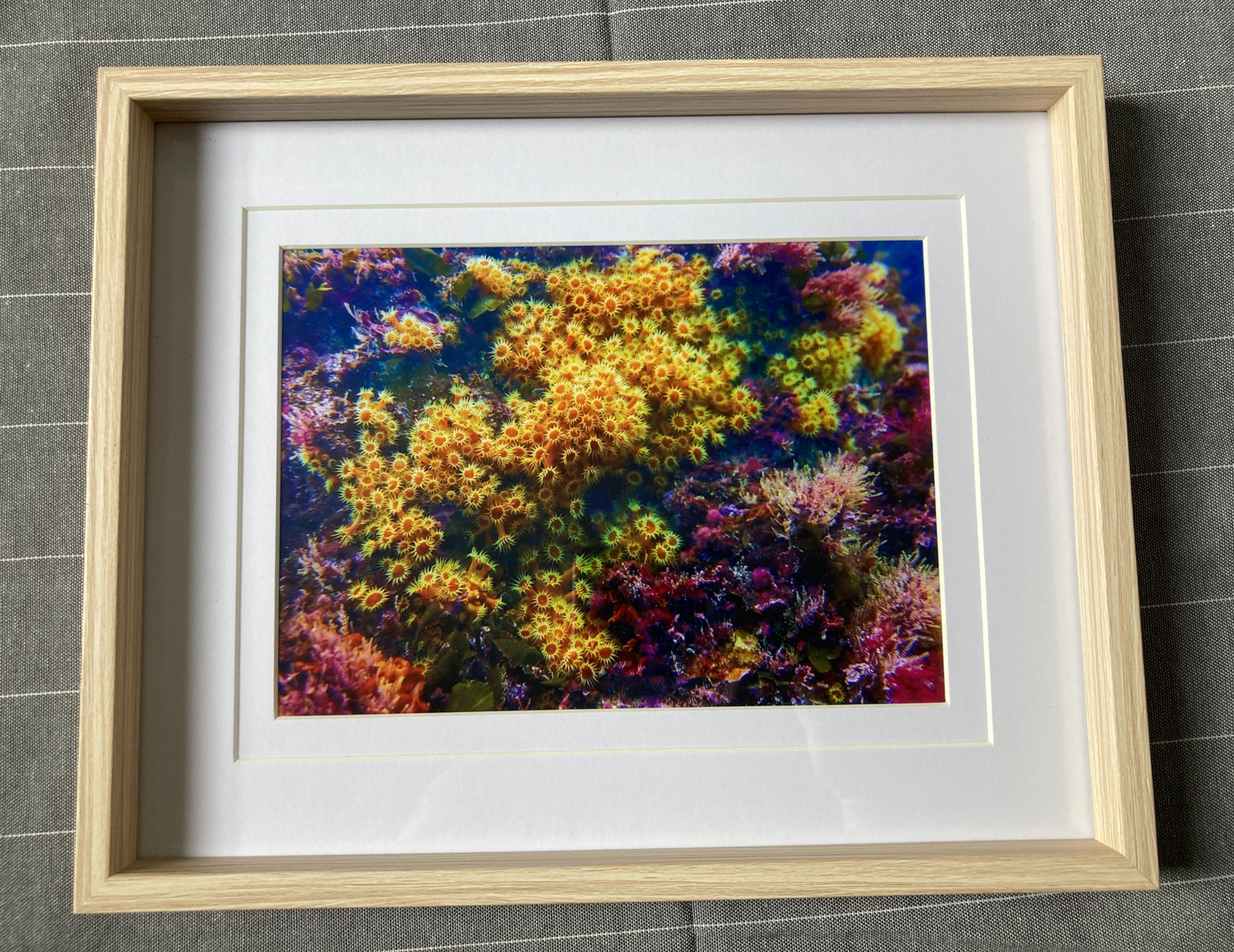 Tableau 20x25 bois clair photo Anémone Encroûtante Jaune