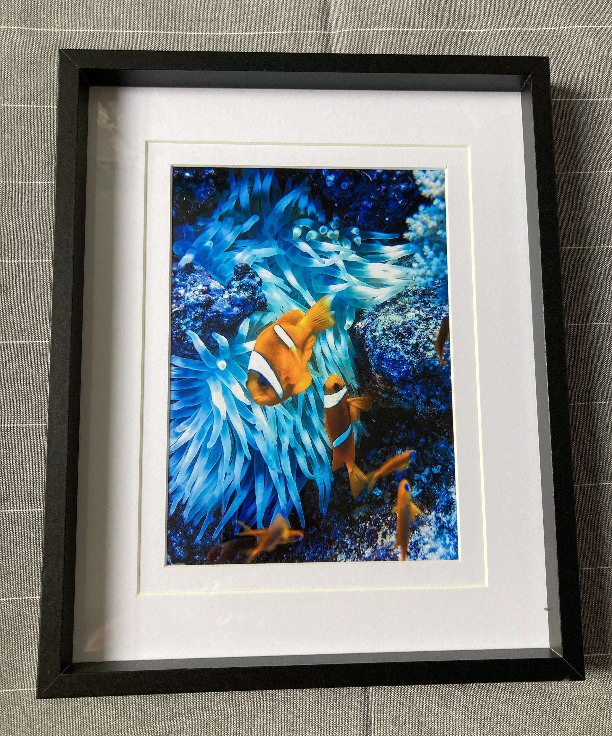 Tableau 20x25 bois noir photo Poisson Clown Anémone Bleue