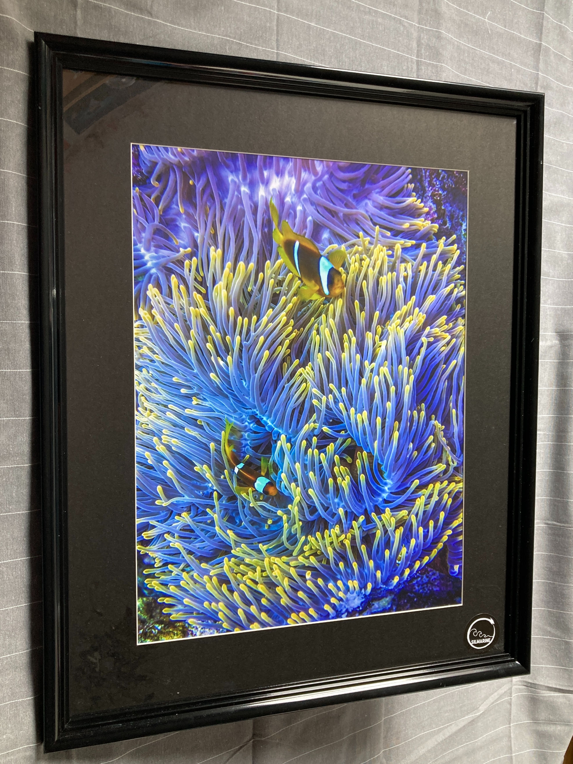 Tableau 43x53 résine noire photo Poisson-Clown et anémone jaune et bleue