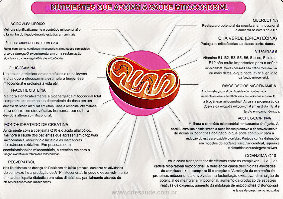 ”https://www.criesaude.com”alt=” Mitocôndrias  / Crie Saúde. Medicina Integrativa, Mitocôndrias e suplementos para restabelecer a função mitocondrial