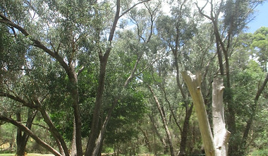 4dc9b12207561ea6aea6e38e8ba2d691_-western-australia-parkerville-railway-reserve-heritage-t