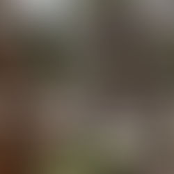 Parkerville Children's Home Bush Cemetery