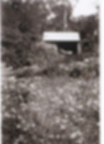 A lovely 1950s photo of "Birrelia" a garden on Ayres Road Stoneville. The pretty flowers are probably Cape weed