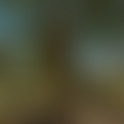  History of the old Oak Tree in Fred Jacoby Park