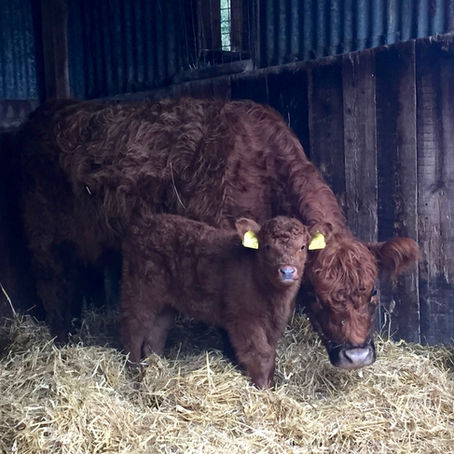 TwoMills foundation stock for new Riggit Galloway herd in Cambridgeshire