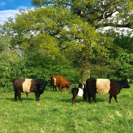 A first; TwoMills Belted Galloway bull destined for Northern Ireland breeding home  
