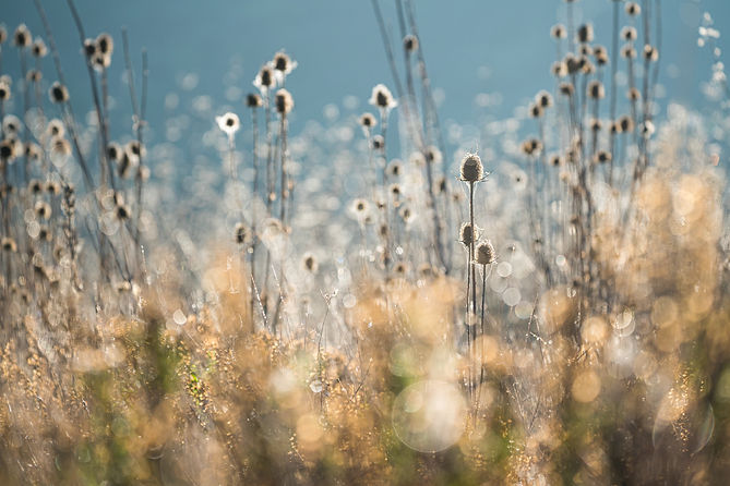 Teasel bokeh.jpg