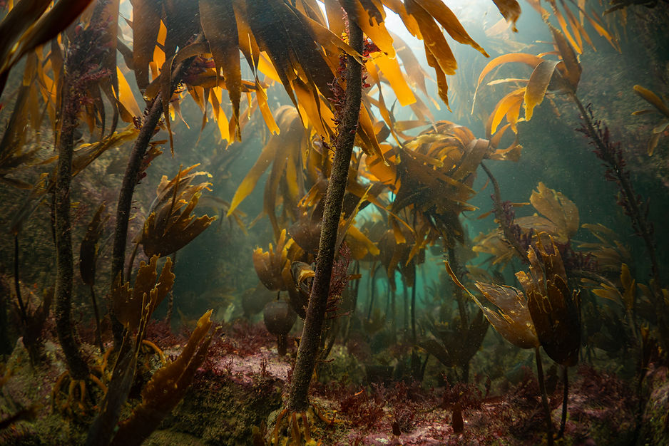 Autumn kelp underwater.jpg