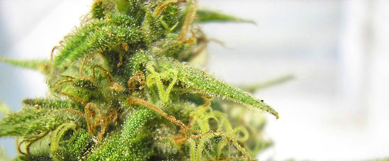 cannabis-plant