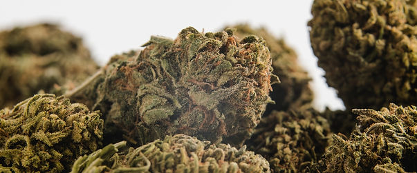 cannabis-plant.jpg