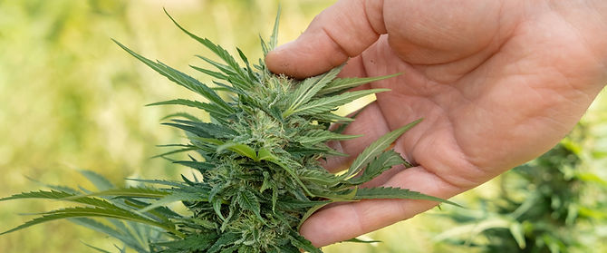 cannabis-plant.jpg