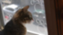 kedi sinekliği