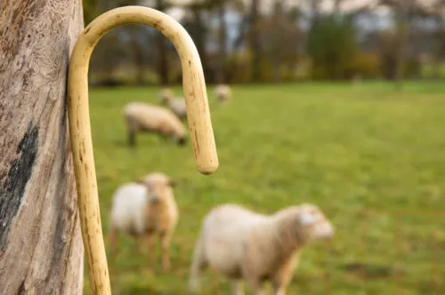 shepherd-staff-sheep.webp