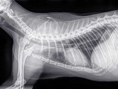 cat-digital-xray.jpg