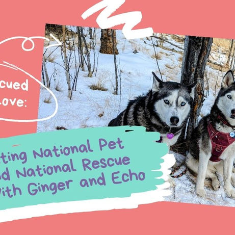 Rescued with Love: Celebrating National Pet Month and National Rescue Dog Day with Ginger and Echo