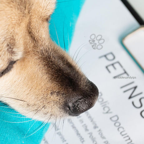 The Importance of Pet Insurance: Protecting Your Furry Family Members