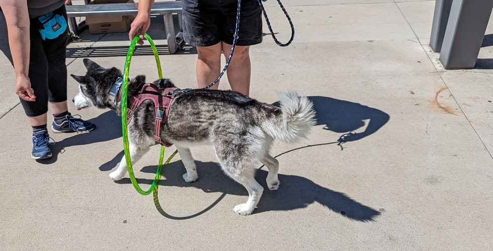Kara with In Good Paws Dog Training leading a Siberian Husky through a hoop obstacle on the confidence course.