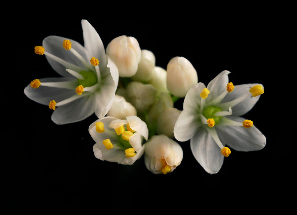 Flor d'all de serp