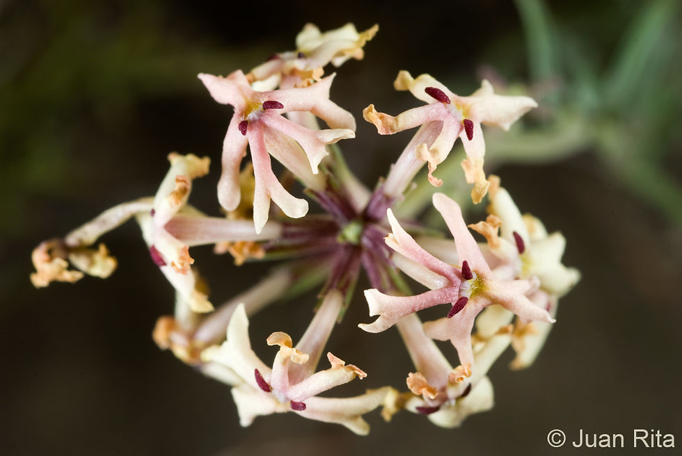 Glandularia flava